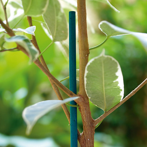 Soporte para plantar de bambú de 0.4m de alto y 8 mm de diámetro