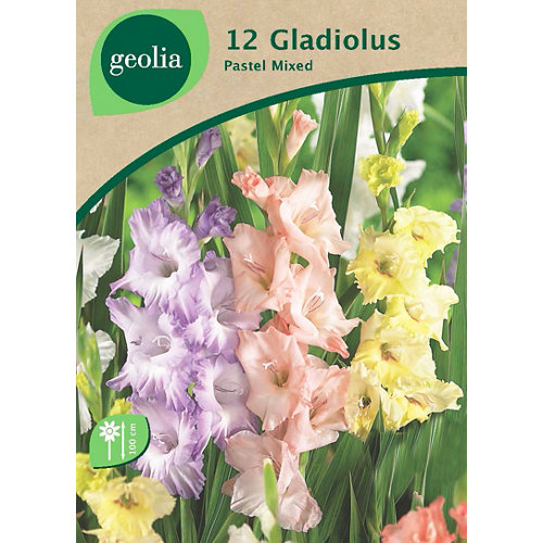 Bulbo de gladiolo geolia gladiolos pastel