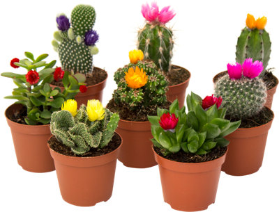 Cactus