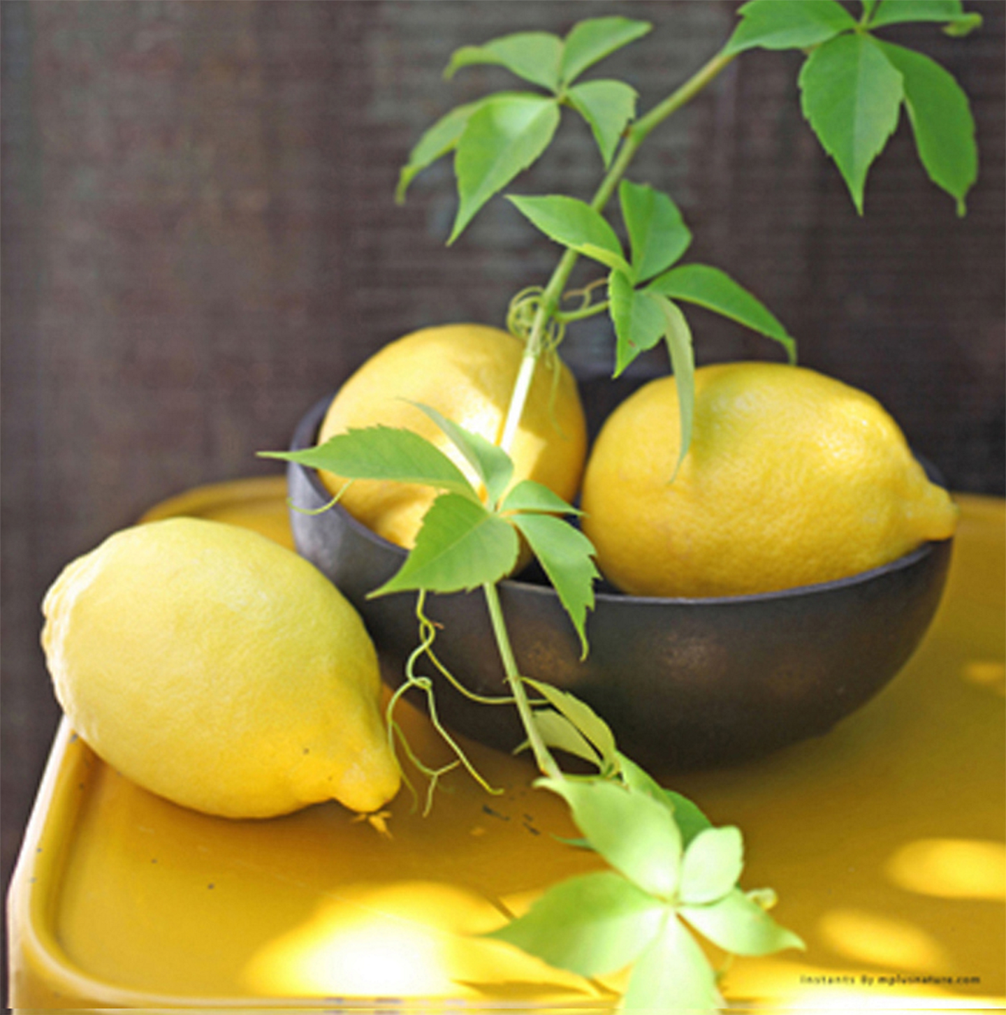 Cuidados del limonero en maceta