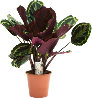 PLANTA CALATHEA MALALA 31CM