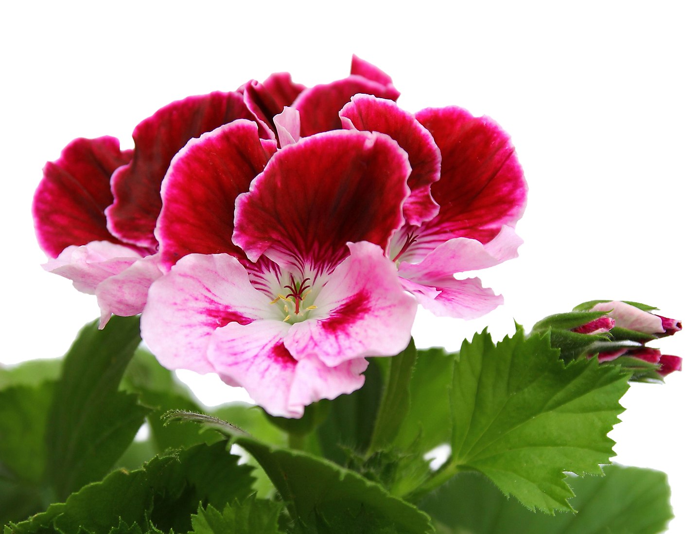 Todo sobre los geranios