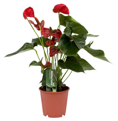 Flor de flamenco (Anthurium Andraeanum) en maceta D14 cm