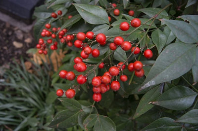 Plantas de Navidad para decorar tu casa