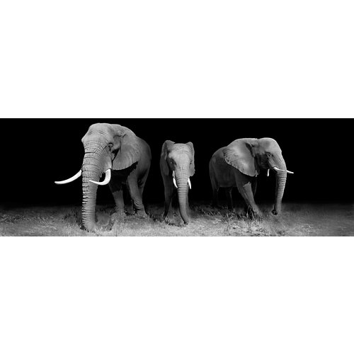 Canvas impreso elefantes 50 x 150 cm