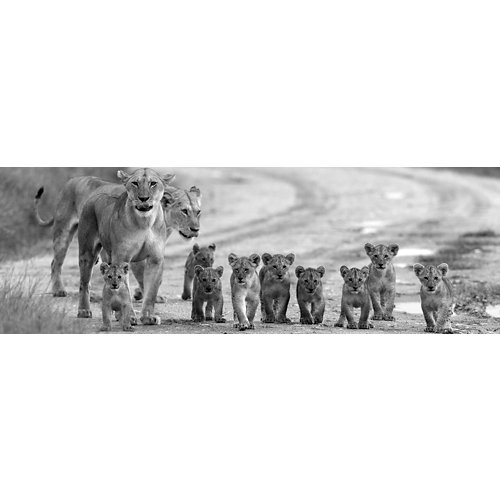 Canvas impreso manada de leones 50 x 150 cm