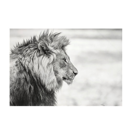 Canvas león b&w 100 cm x 140 cm inspire