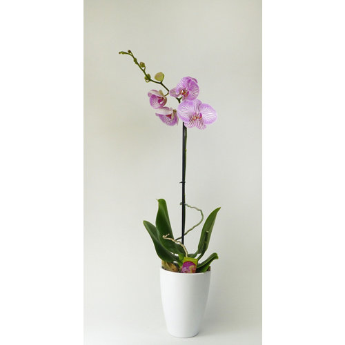 Orquídea phalaenopsis 1 tallo moteada en maceta de 12 cm de la marca Blanca / Sin definir en acabado de color Rosa fabricado en Varios, ver descripción