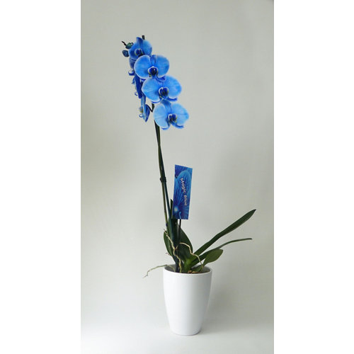 Orquídea phalaenopsis azul 1 tallo en maceta de 12 cm de la marca Blanca / Sin definir en acabado de color Azul fabricado en Varios, ver descripción