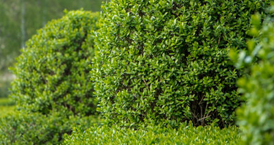 Ligustrum texanum
