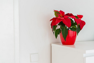 Plantas de Navidad para decorar tu casa