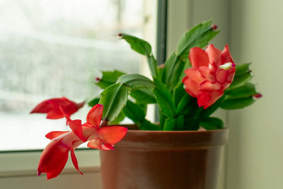 Plantas de Navidad para decorar tu casa