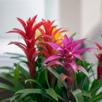 Plantas de Navidad para decorar tu casa