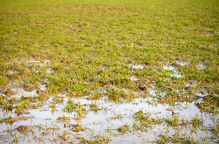 Cómo resembrar el césped despoblado