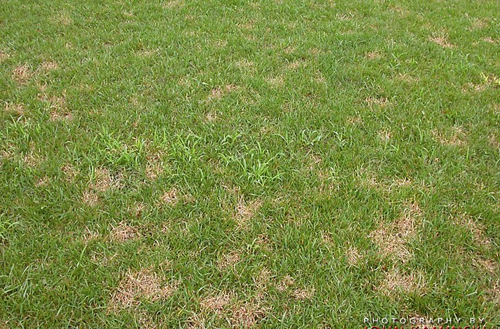 Cómo resembrar el césped despoblado