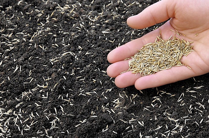 Cómo resembrar el césped despoblado